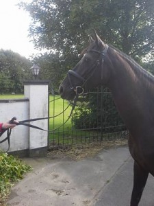 Desiba, 5 års hoppe efter Abanos. Har været i ridning hos Riisager Dressage i 2 md